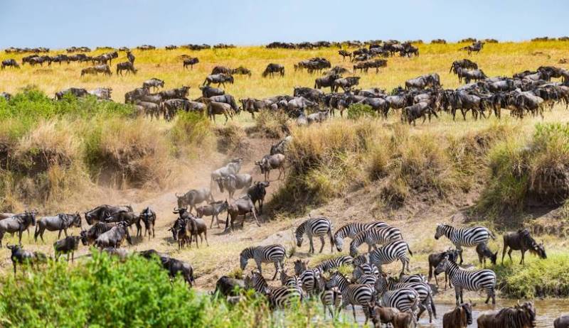4 Days Maasai Mara & Lake Naivasha Safari