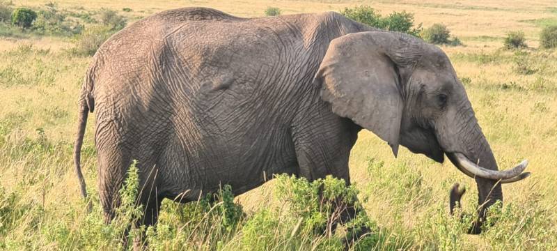 4 Days Maasai Mara & Lake Naivasha Safari