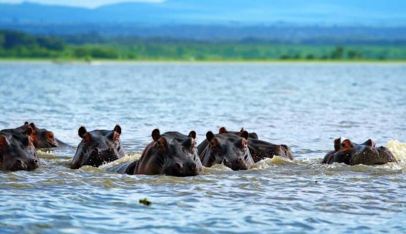 5-Days Maasai Mara, Lake Nakuru and Lake Naivasha Group Joining Safari