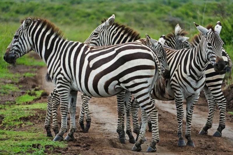 5-Day Kenya Safari Big 5 Wildlife, Great Migration & Rift Valley Experience Image