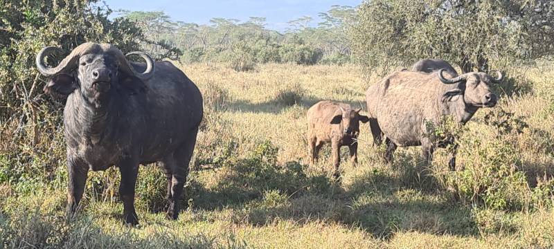 5-Day Kenya Safari Big 5 Wildlife, Great Migration & Rift Valley Experience