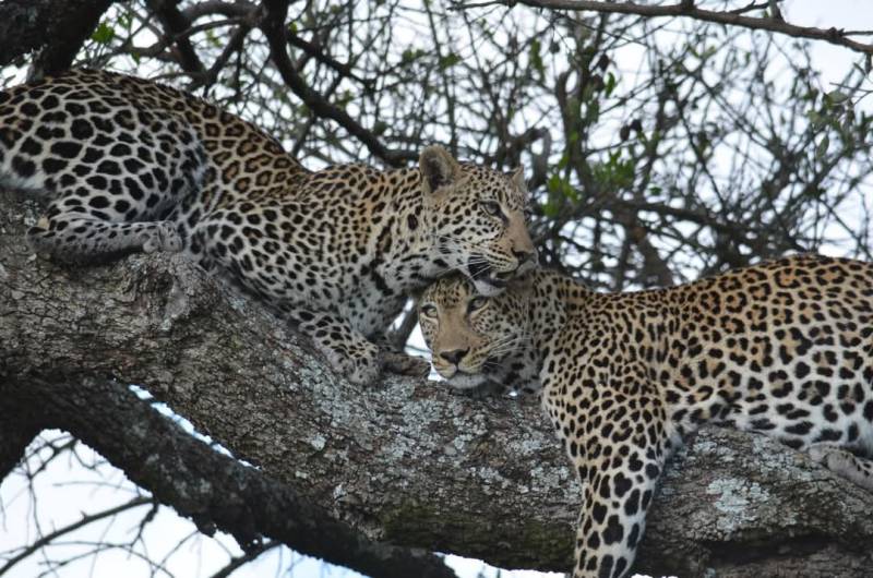 5-Day Kenya Safari Big 5 Wildlife, Great Migration & Rift Valley Experience