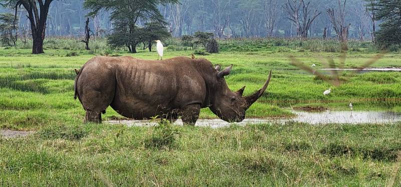 7-Day Kenya Safari: Samburu, Great Rift Lakes & Masai Mara Adventure