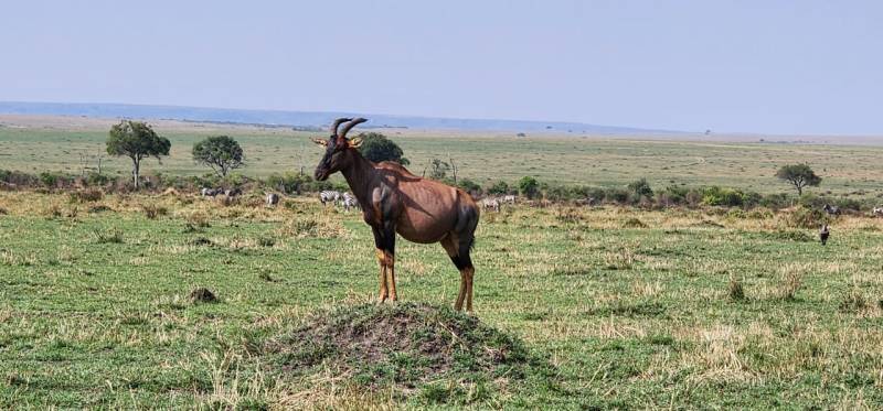 7-Day Kenya Safari: Samburu, Great Rift Lakes & Masai Mara Adventure