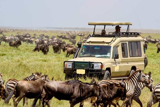 7-Day Kenya Safari: Samburu, Great Rift Lakes & Masai Mara Adventure