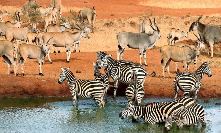 7-Day Kenya Safari: Maasai Mara, Nakuru, Amboseli & Tsavo Adventure