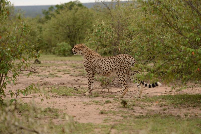 7-Day Kenya Safari: Maasai Mara, Nakuru, Amboseli & Tsavo Adventure