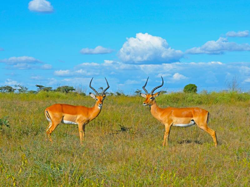 7-Day Kenya Safari: Maasai Mara, Nakuru, Amboseli & Tsavo Adventure