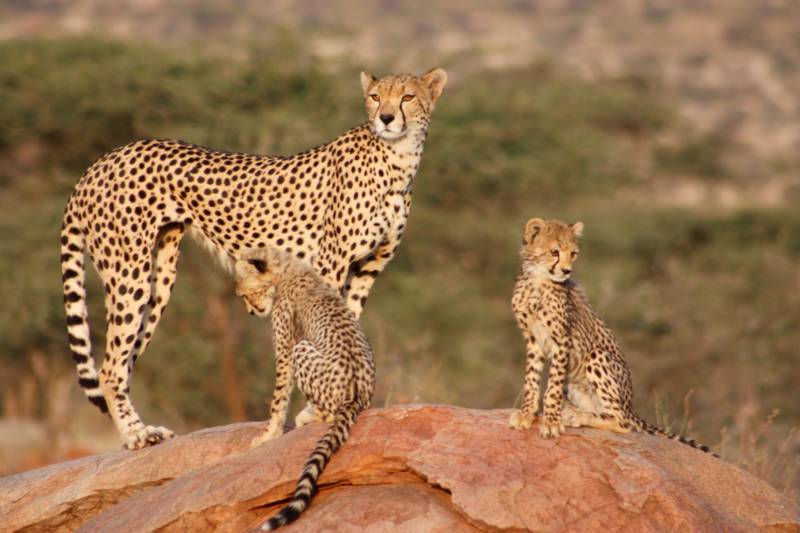 8-day Kenya Safari | Masai Mara, Amboseli & Lake Nakuru Tour Jadi Safaris