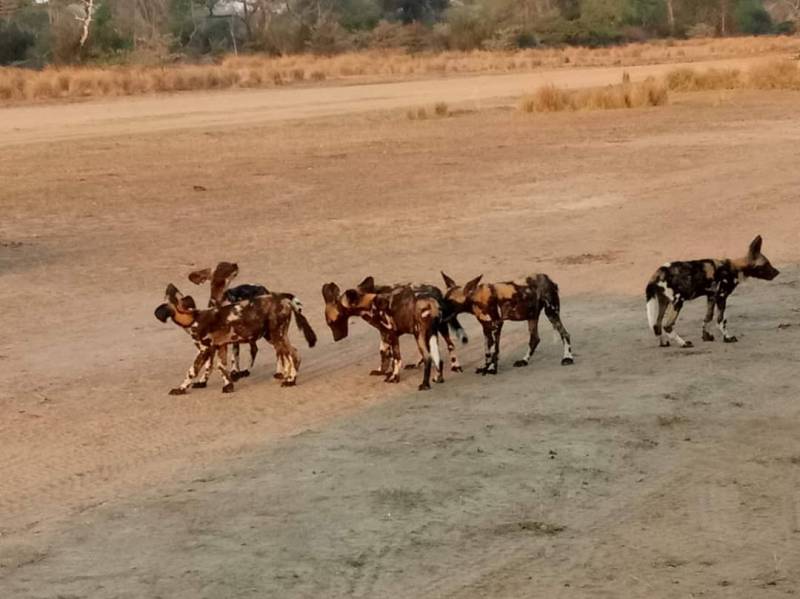 Nyerere National Park( Selous Game Reserve)  3Days/2Nights