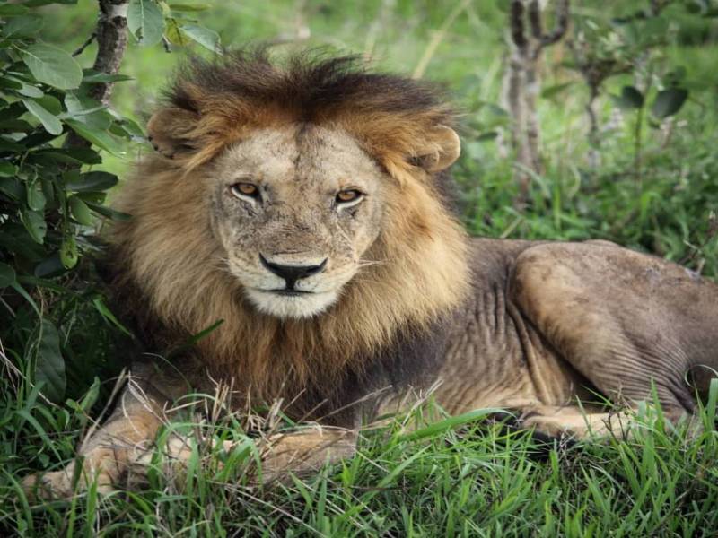 Nyerere National Park( Selous Game Reserve)  3Days/2Nights