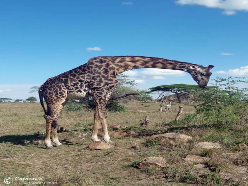 Nyerere National Park( Selous Game Reserve)  3Days/2Nights