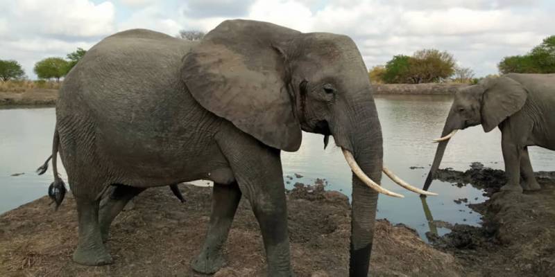 A wonderful trip to Mikumi National Park 3Days/2Nights