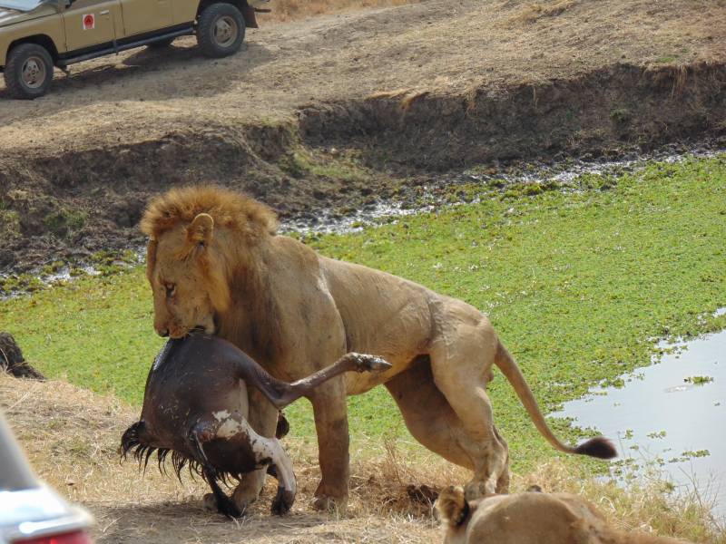 A wonderful trip to Mikumi National Park 3Days/2Nights