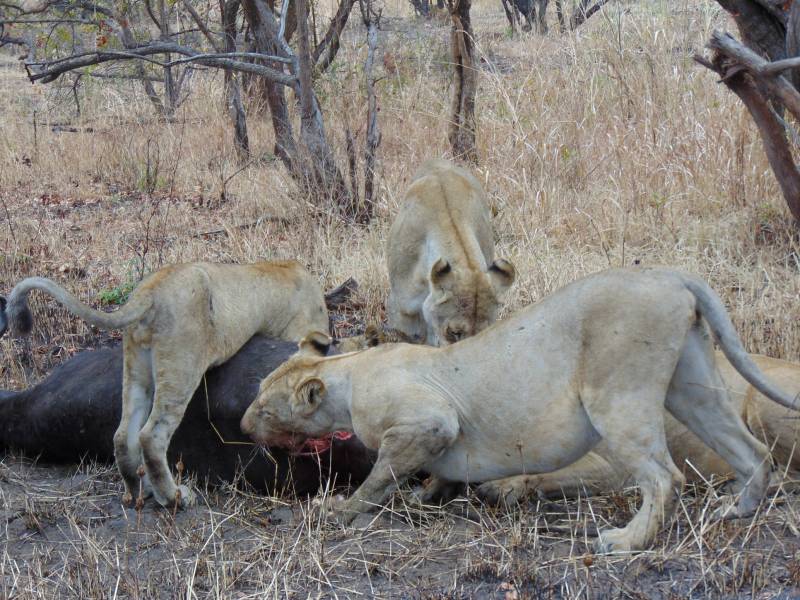 A wonderful trip to Mikumi National Park 3Days/2Nights