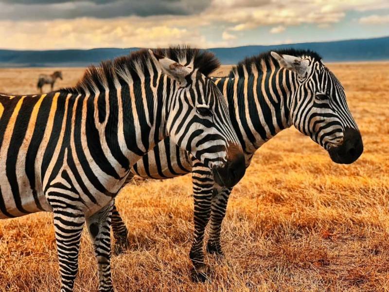 Unforgettable trip Tarangire/Serengeti/Ngorongoro (5Days/Nights)
