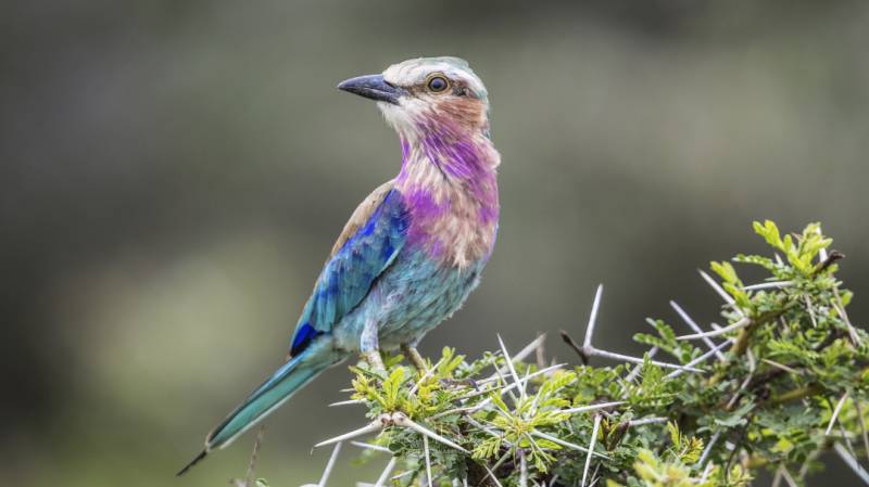 Unforgettable trip Tarangire/Serengeti/Ngorongoro (5Days/Nights)