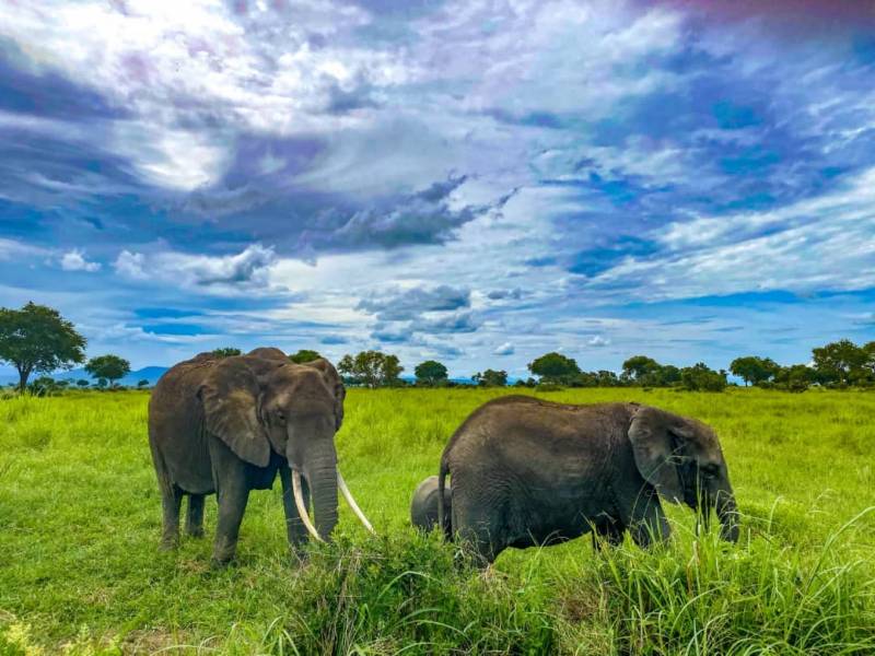 Unforgettable trip Tarangire/Serengeti/Ngorongoro (5Days/Nights)