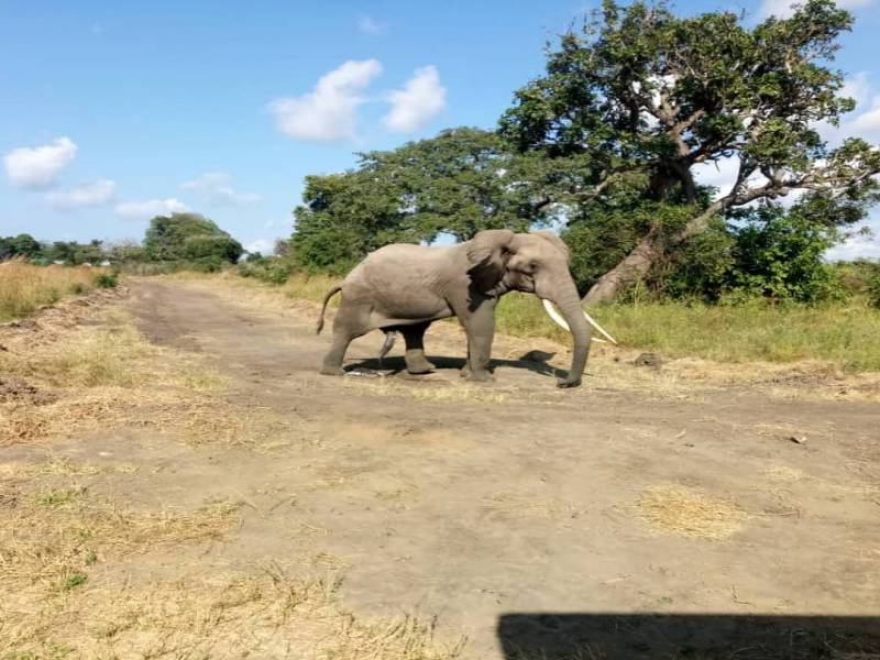 Unforgettable trip Tarangire/Serengeti/Ngorongoro (5Days/Nights)