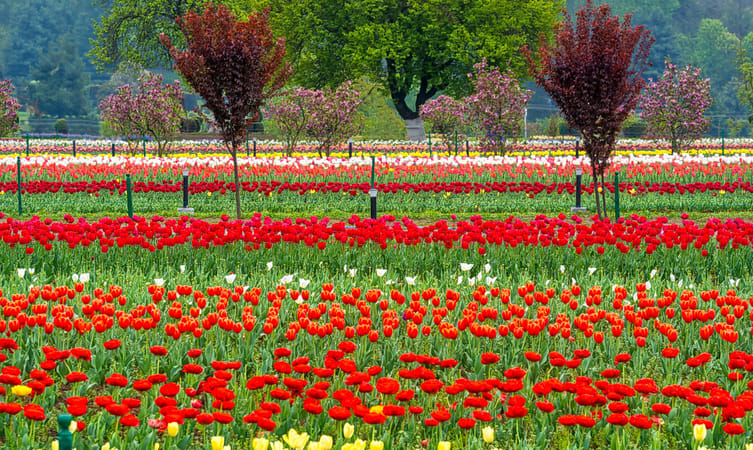 Heaven On Earth - 05 Nights / 06 Days