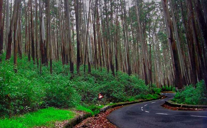 11D Bangalore - Mysore - Coorg - Wayanad - Ooty- Kodaikanal Tour