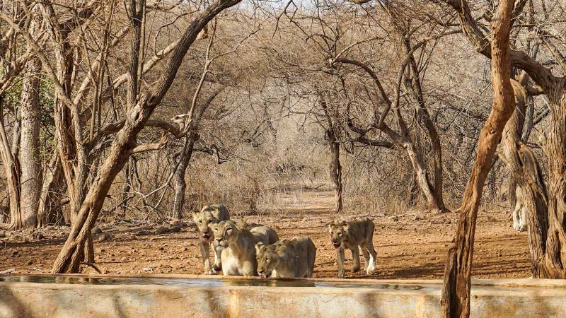 5 Day Dwarka - Porbandar - Somnath - Sasan Gir Tour