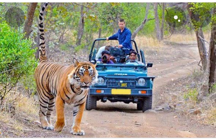 Naini Devi Himalayan Bird Conservation and wildlife Safari.