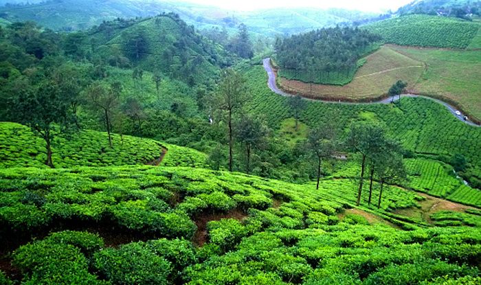 Misty Peaks Getaway Munnar Vagamon 3N 4D Tour Image