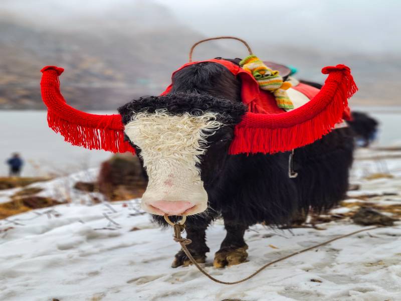 4 Nights 5 Days Sikkim & Darjeeling Packge