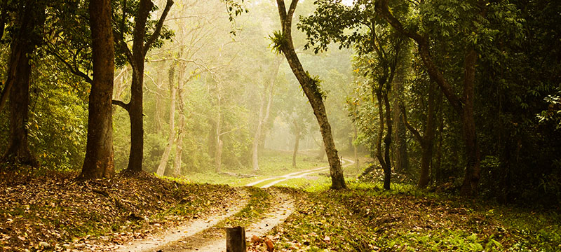 Dooars Tour Package 04n 05d 4night