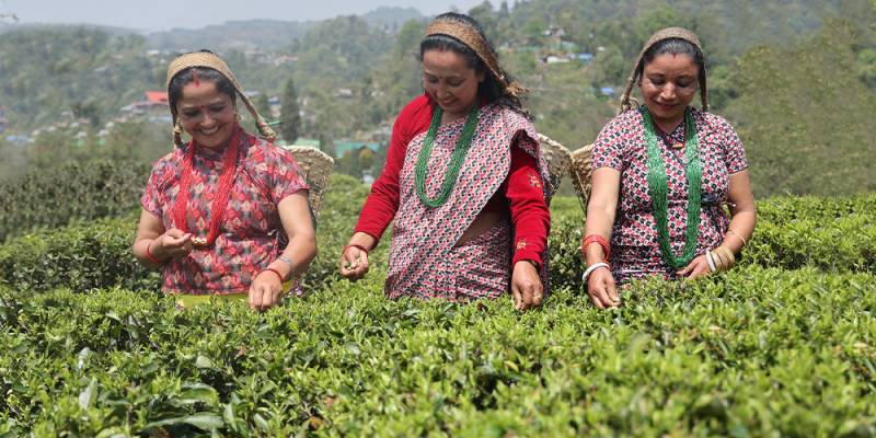 Darjeeling - Kalimpong - Lava - Lolegaon - Rishop