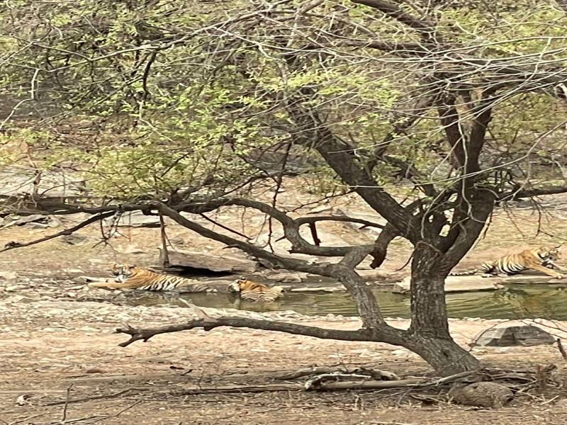 Ranthambhore Package