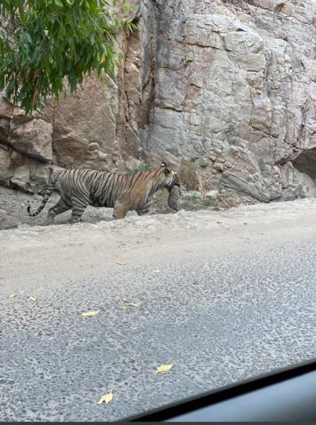 Ranthambhore Package