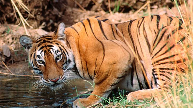 Rajasthan Wildlife And Heritage Tour Package