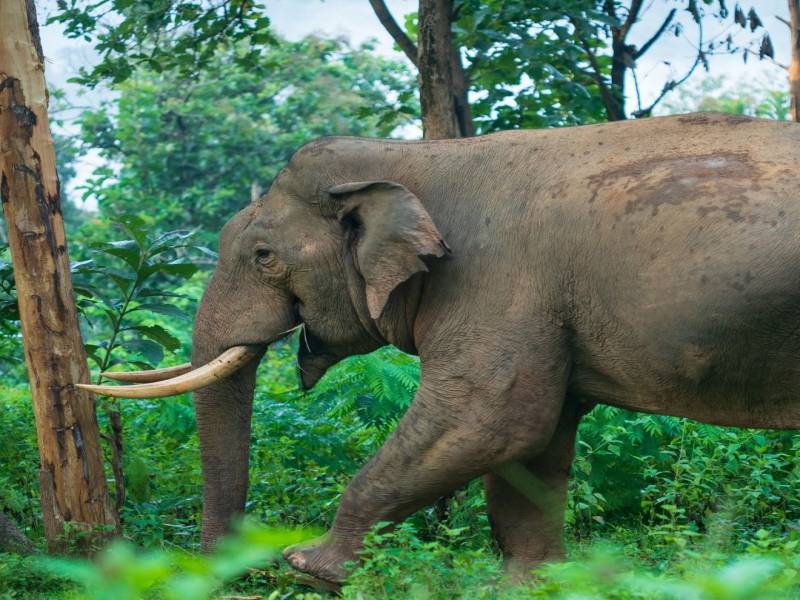 Kerala Honeymoon Tour Package