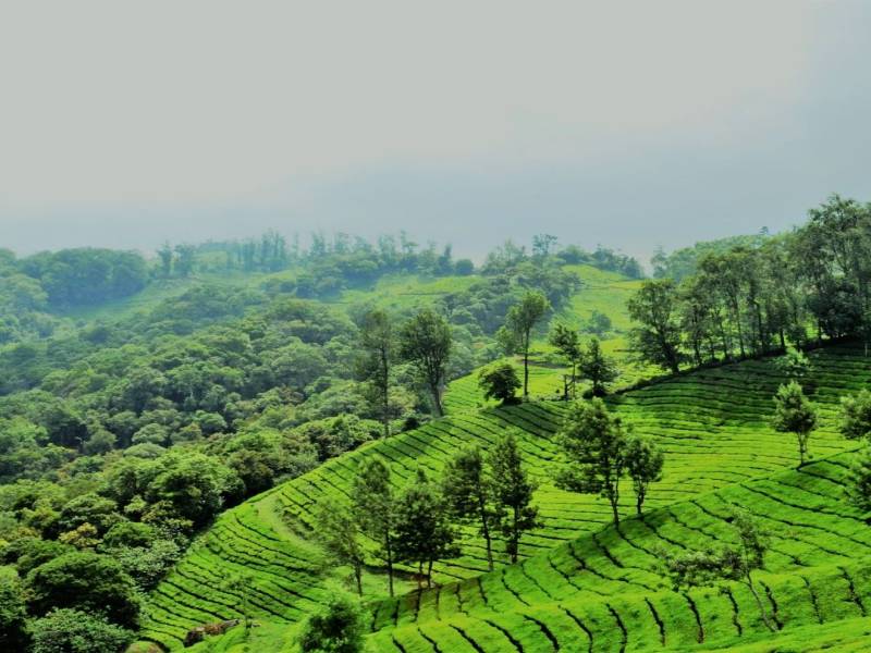 Kerala Honeymoon Tour Package