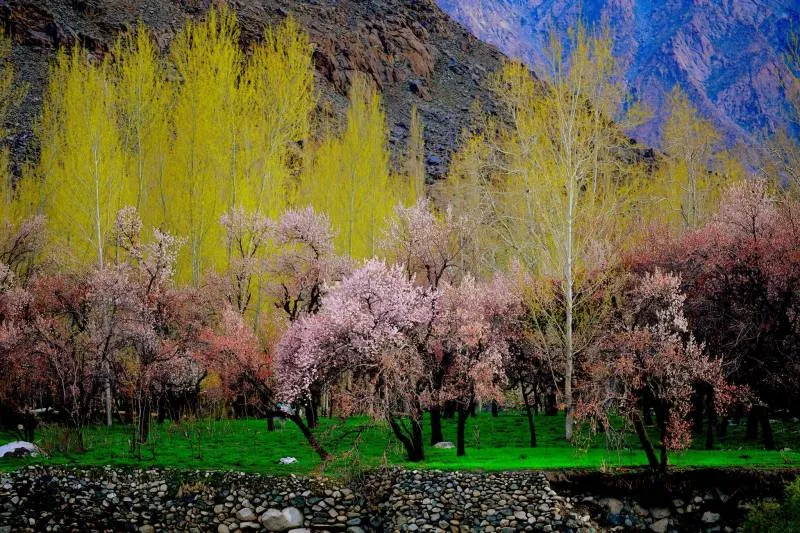 Ladakh Apricot Blossom 6 nights 7 days.