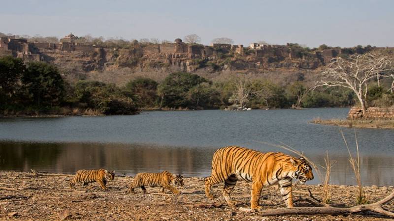 Golden Triangle Tour Package With Ranthambore