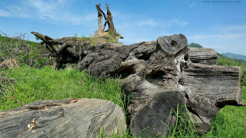 2 Nights 3 Days Kerela Package