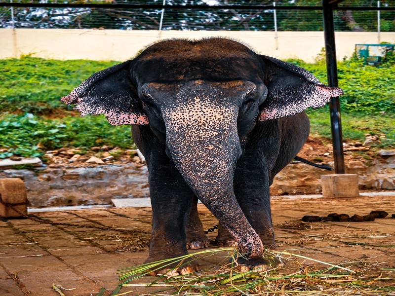 Mysore - Ooty Tour 4 Night 5 Days