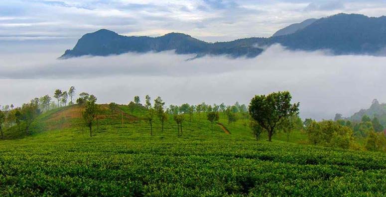 Bangalore Mysore Coorg Ooty Paykara Kodaikanal Tour Package 10 Days