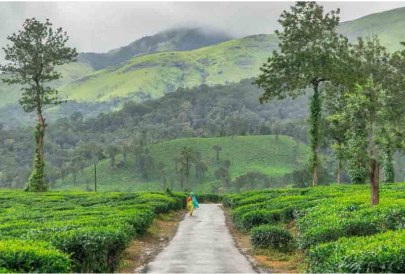 Bangalore Mysore Coorg Wayanad Ooty Kodaikanal Tour Package 11 Days