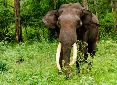 Wayanad Honeymoon Package from Bangalore