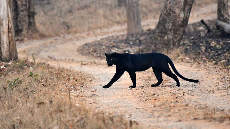 8Days & 7Nights Hidden Destination Of Coorg & Wayanad Tour Package