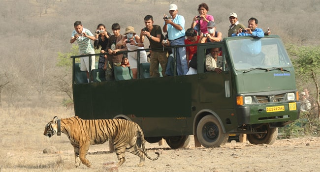 Dhikala Canter Safari In Corbett Jungle Tours