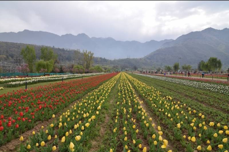 4 Nights / 5 Days Kashmir Tour