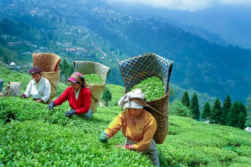 5Night 6 Day Darjeeling Tour Package