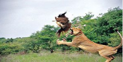 Wildlife And Beach Of Gujarat Tour