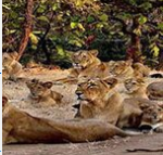 Saurashtra Tour Package