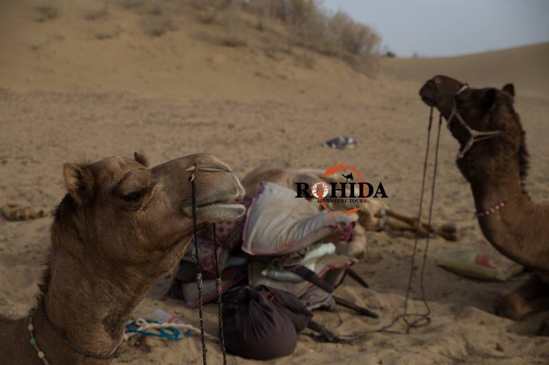 Overnight Non Touristic Desert Safari